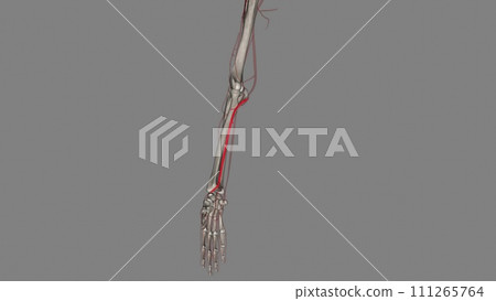 The radial artery is one branch of the brachial artery, a major blood vessel in the upper arm The radial artery is one branch of the brachial artery, a major blood vessel in the upper arm 111265764