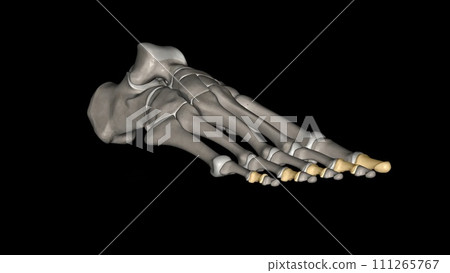 The middle phalanges (foot) are some of the smaller long bones that form the toes of the feet 111265767