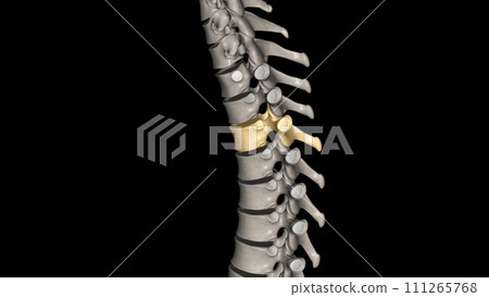 Twelve vertebrae are located in the thoracic spine and are numbered T-1 to T-12 111265768