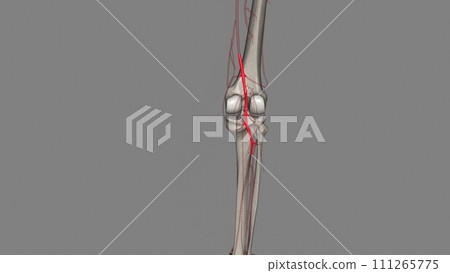 The popliteal artery is one of the major arteries of the leg. It is a continuation of the femoral artery 111265775