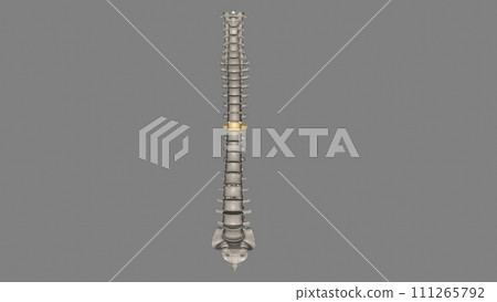 Thoracic Vertebral, T8 Thoracic Vertebral, T8 111265792
