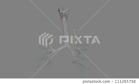 The apical segmental bronchus is the most superior bronchus of the posterior aspect of the bronchial tree The apical segmental bronchus is the most superior bronchus of the posterior aspect of the bronchial tree 111265798