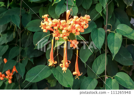 A vine plant of the Trifoliaceae family. A vine plant of the Trifoliaceae family. 111265948