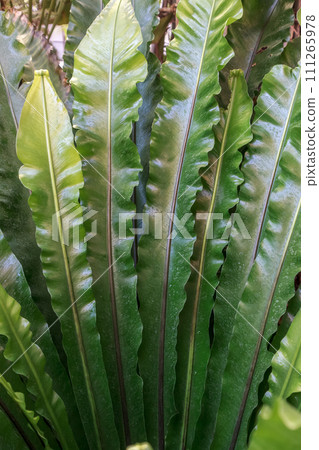 Pteridophylum, Chasenidae, Chasenfernidae Pteridophylum, Chasenidae, Chasenfernidae 111265978
