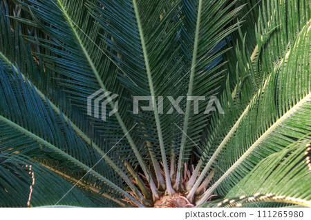 常綠植物蘇鐵科蘇鐵科[相鐵]葉子的整形 111265980