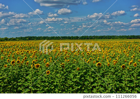 Sunflower field under cloudy blue sky 111266056