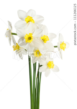 White narcissus bouquet 111266125