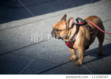 Portrait of brown bulldog standing in the street Portrait of brown bulldog standing in the street 111266367