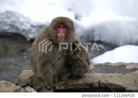 Snow Monkeys in Hot Spring in Japan Jigokudani Hot Spring Monkeys 111266426