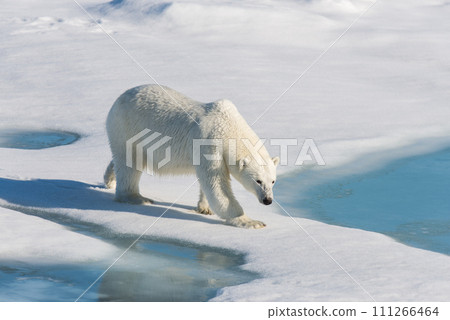 Polar bear on the pack ice 111266464