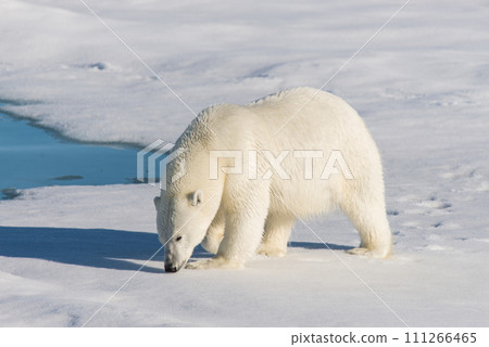 Polar bear on the pack ice 111266465