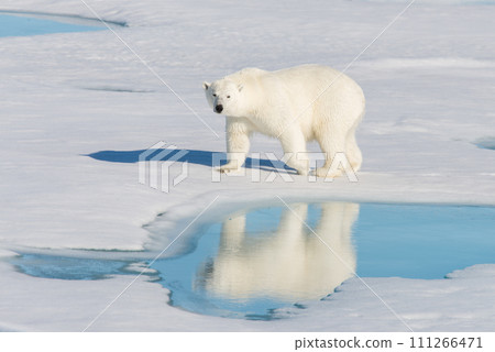 Polar bear on the pack ice Polar bear on the pack ice 111266471