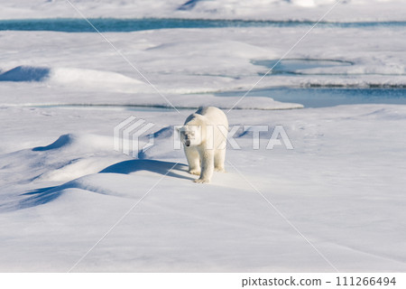 Polar bear on the pack ice 111266494