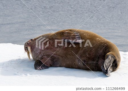 Walrus on ice 111266499