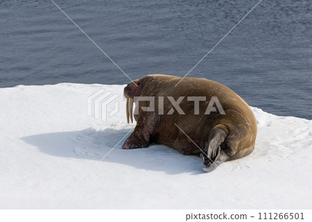 Walrus on ice 111266501