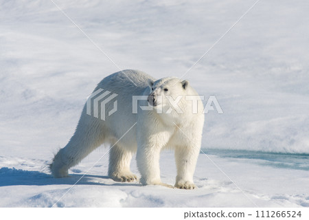 Polar bear on the pack ice Polar bear on the pack ice 111266524