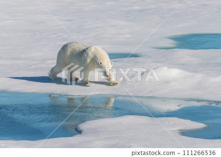 Polar bear on the pack ice 111266536