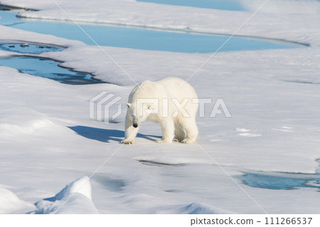 Polar bear on the pack ice 111266537