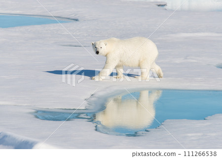 Polar bear on the pack ice 111266538