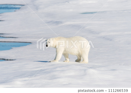 Polar bear on the pack ice Polar bear on the pack ice 111266539
