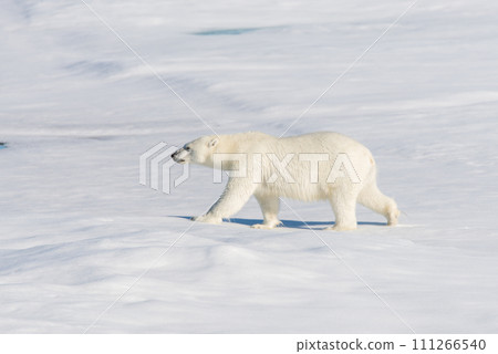 Polar bear on the pack ice Polar bear on the pack ice 111266540