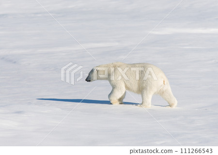 Polar bear on the pack ice 111266543