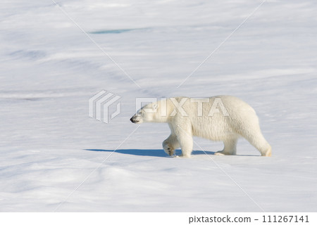 Polar bear on the pack ice 111267141