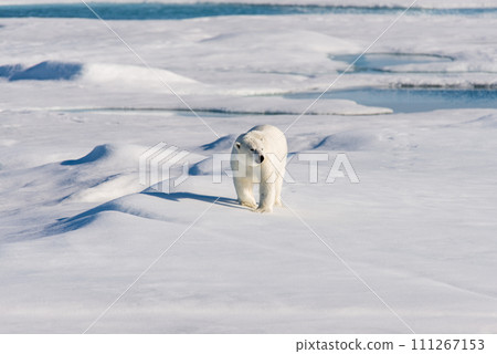 Polar bear on the pack ice Polar bear on the pack ice 111267153