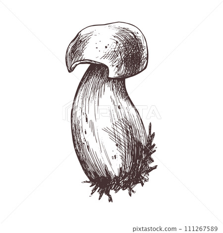 Forest edible mushroom boletus with moss on a stem. Graphic botanical illustration hand drawn in brown ink. For recipes, packaging, autumn festival, harvest. Isolated object Forest edible mushroom boletus with moss on a stem. Graphic botanical illustration hand drawn in brown ink. For recipes, packaging, autumn festival, harvest. Isolated object 111267589