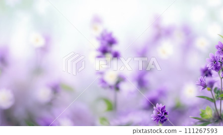 A close-up of lavender flowers with a blurred background. The flowers have a purple hue and are surrounded by greenery 111267593