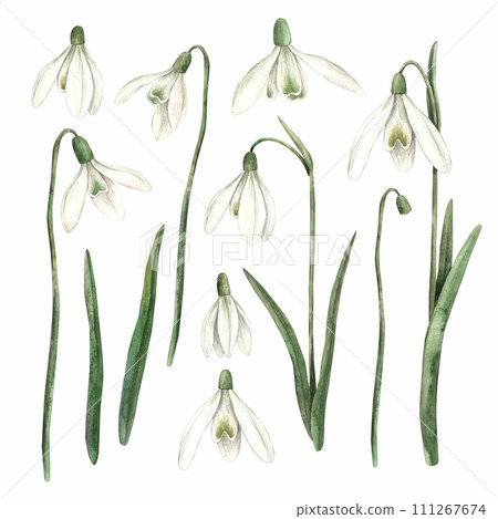 Watercolor set of delicate hand-painted snowdrops. Sketch on isolated background for greeting cards, invitations, banners, posters, textiles, graphic design. 111267674
