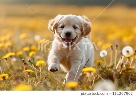 Puppy Joyfully Running Through Meadow Puppy Joyfully Running Through Meadow 111267962
