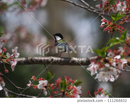 Great tit perching on a cherry tree Great tit perching on a cherry tree 111268832