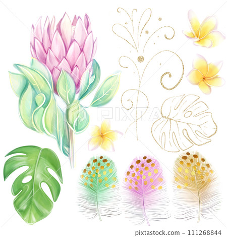 Watercolor set of pink protea, tropical monstera leaves, frangipania flowers and colorful feathers. Ideal for creating bouquets and compositions, wedding design and decor 111268844