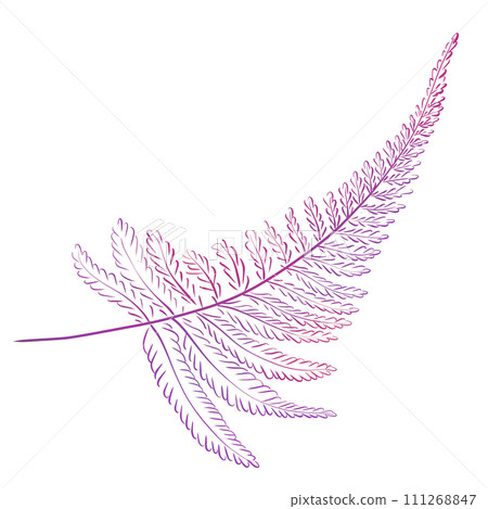 Watercolor purple fern twig. Forest botany, plants, medicinal herbs Watercolor purple fern twig. Forest botany, plants, medicinal herbs 111268847