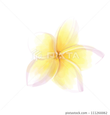 Watercolor illustration of plumeria on a white background. Tropical exotic frangipani flower Watercolor illustration of plumeria on a white background. Tropical exotic frangipani flower 111268862
