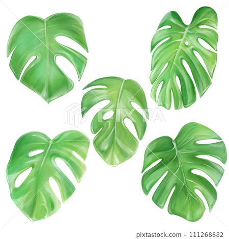 Watercolor monstera, tropical leaves set.... - Stock Illustration  [111268882] - PIXTA