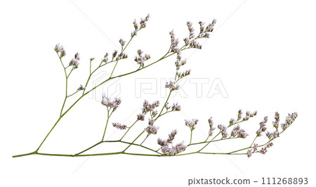 Twig of limonium small flowers isolated on white background 111268893