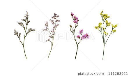 Set of limonium flowers (small twigs) isolated Set of limonium flowers (small twigs) isolated 111268921