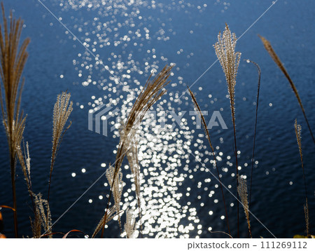 Shining lake surface and pampas grass swaying in the wind 111269112