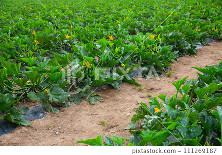 Zucchini plants carefully growing in the garden Zucchini plants carefully growing in the garden 111269187