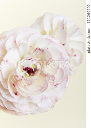 黃色背景上的粉紅毛茛屬花 111269292