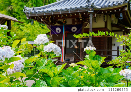 [奈良縣]生駒市長久寺（2023年6月22日拍攝） 111269353