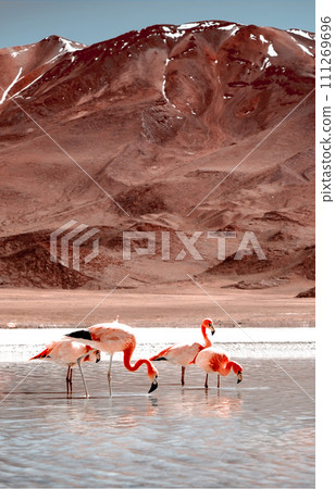 Beautiful flamingos at lagoon in Bolivia Beautiful flamingos at lagoon in Bolivia 111269696