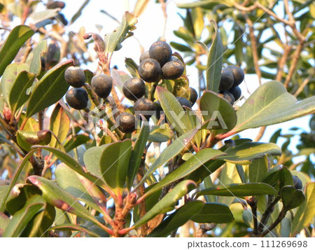 Sharimbai fruits ripe to black purple 111269698