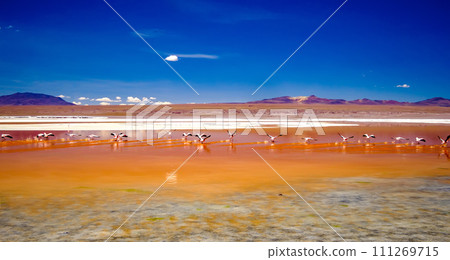 Pink flamingos at exciting lagoon in Bolivia Pink flamingos at exciting lagoon in Bolivia 111269715