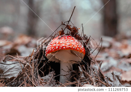 Fly agaric mushroom in the wood 111269753