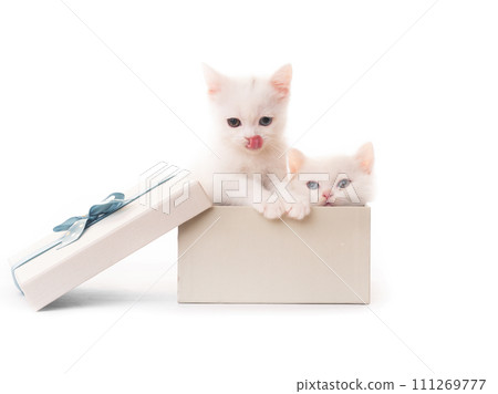 White kittens in gift box isolated White kittens in gift box isolated 111269777