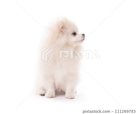 Fluffy white puppy spitz breed sitting isolated 111269783