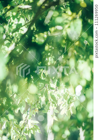 Background of green leaf silhouette and light shining through Background of green leaf silhouette and light shining through 111269950